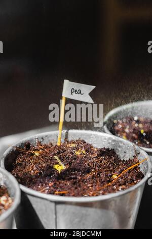 Pulvérisation micro-verte. Pluie. rainbow. Planté les graines de micro-verts à la maison. Une alimentation saine et des vitamines naturelles. Passe-temps à la maison pour la période o Banque D'Images