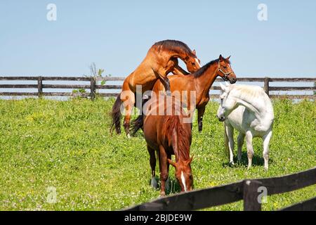 4 chevaux, pâturage vert, 2 accouplement, 1 regard, 1 pâturage, clôtures noires, équidés, animaux; Kentucky; USA, Lexington; KY; printemps Banque D'Images
