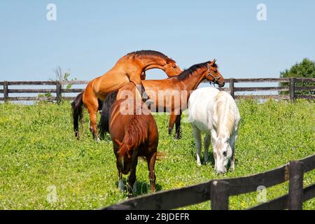 4 chevaux, pâturage vert, 2 accouplement, 2 pâturages, clôtures noires, équidés, animaux; Kentucky; États-Unis; Lexington; KY Banque D'Images