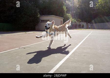 Les chiens jouant dans le parc Banque D'Images