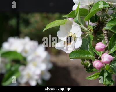 Petite abeille sauvage à la fleur blanche d'un pommier Banque D'Images