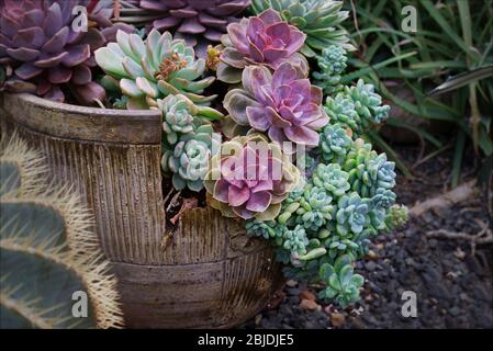 Les plantes succulentes fleurissent dans une véranda, Toronto (Ontario), Canada Banque D'Images