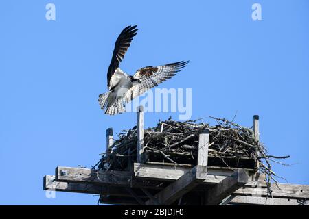 Osprey (Pandion halietus) à proximité du site de nidification, petite Rivière, Nouvelle-Écosse, Canada, Banque D'Images