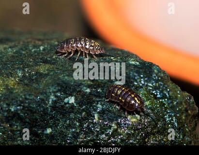 Armadilillidium vulgare, un petit mais inoffensif et utile de nos jardins. Banque D'Images