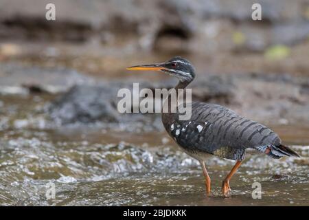 Sunbittern (Euryga hélias) sur la rivière. Rivière Puerto Viejo. Province de Heredia. Costa Rica. Banque D'Images