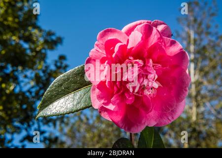 Camellia Williamsii Grand jury croissant dans un jardin de campagne. Banque D'Images