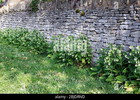 Symphytum orientale à la base d'un mur de pierre. Fleurs blanches de Comfrey. Banque D'Images