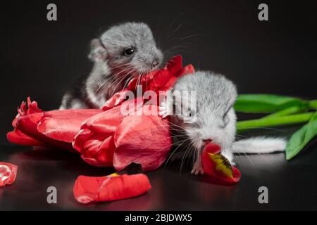 deux chinchillas nouveau-nés avec des bourgeons de tulipes rouges sur un fond sombre Banque D'Images