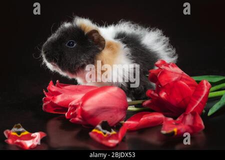 cochon d'inde doux de trois couleurs avec fleurs de tulipe rouge sur fond sombre Banque D'Images