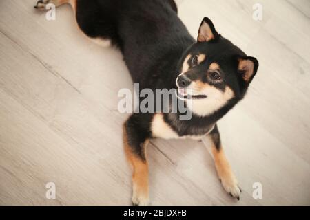 Joli chien Shiba inu posé sur parquet Banque D'Images