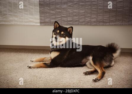 Joli chien Shiba inu allongé près du lit au sol Banque D'Images