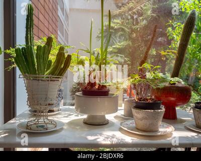 Cactus et diverses plantes vertes dans des pots sur la table près de la fenêtre de verre, espace de relaxation dans la maison. Banque D'Images