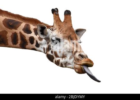 Tête de girafe drôle avec langue longue isolée sur fond blanc. Banque D'Images