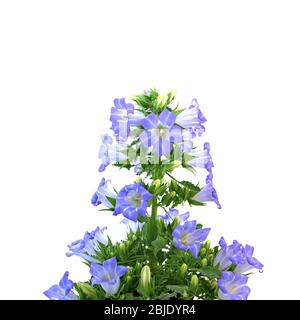 Des bluebells en fleurs, campanula, isolés sur fond blanc Banque D'Images