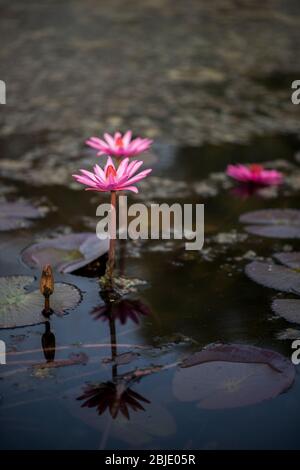 Nénuphars dans un étang aquatique au temple Wat Mahathe, site historique de Sukhhothai, Sukhhothai, Thaïlande. Banque D'Images