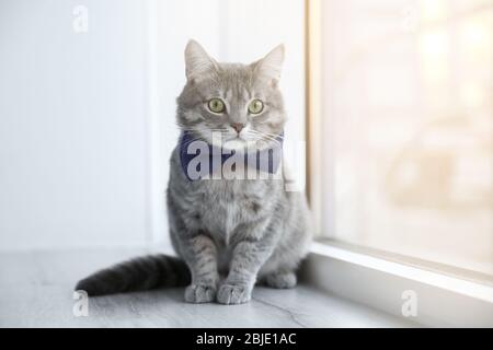 Mignon chat drôle assis sur le seuil de fenêtre à la maison Banque D'Images