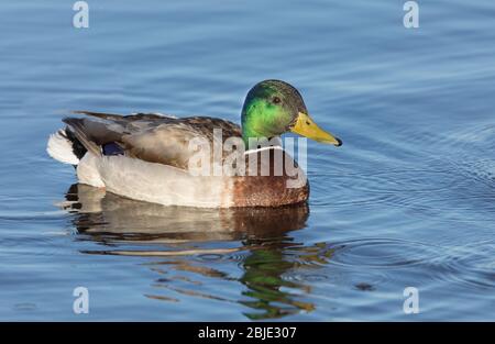 Canard colvert Drake nager dans un étang Banque D'Images