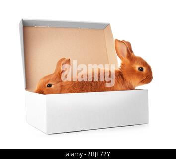 Mignons lapins drôles en boîte sur fond blanc Banque D'Images