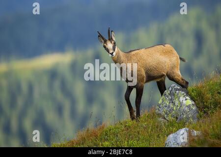 Alert tatra chamois marche sur le sommet de la colline en été montagnes Banque D'Images