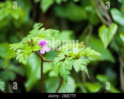 Herbe Robert Geranium robertianum - une petite fleur rose rougeâtre avec des feuilles à plumes, trouvée dans les haies au printemps. Banque D'Images