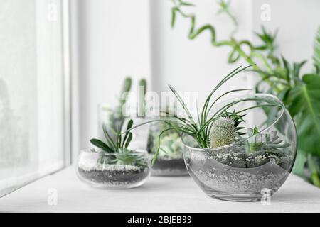 Mini jardin succulent dans le terrarium de verre sur le seuil de fenêtre Banque D'Images