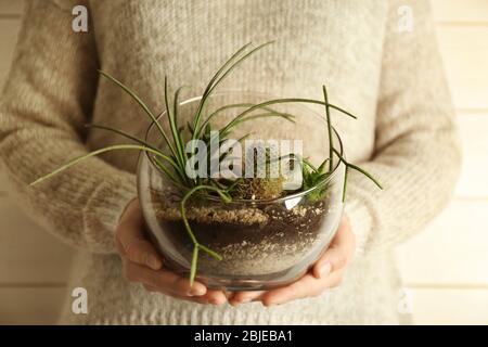 Les mains des femmes tenant mini jardin succulent dans le terrarium de verre Banque D'Images