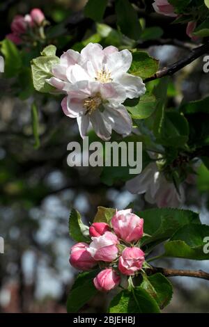 Fleur de pomme. Le blanc de la plantule de Malus domestica 'Bramley' a été rincé avec du rose. Banque D'Images