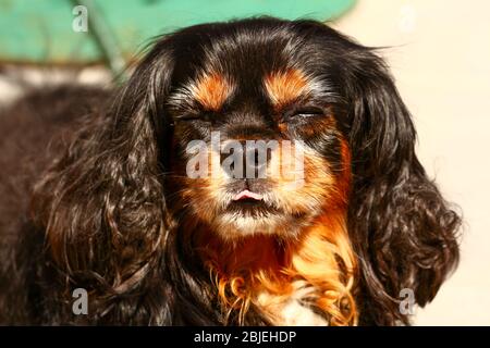 Un cavalier King Charles noir et brun avec ses yeux fermés et sa langue qui se délecte du soleil d'été. ROYAUME-UNI Banque D'Images