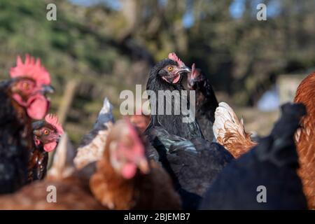 Poules de la gamme libre dans le champ à la recherche de nourriture. North Yorkshire, Royaume-Uni. Banque D'Images