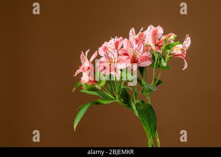 Petites fleurs d'alstroemeria roses isolées sur fond brun Banque D'Images