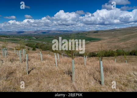 De nouveaux bois ont lanté sur des landes pour aider à prévenir les inondations et à créer de nouveaux habitats fauniques, Upper Eden, près de Kirkby Stephen, Cumbria, Royaume-Uni. Banque D'Images