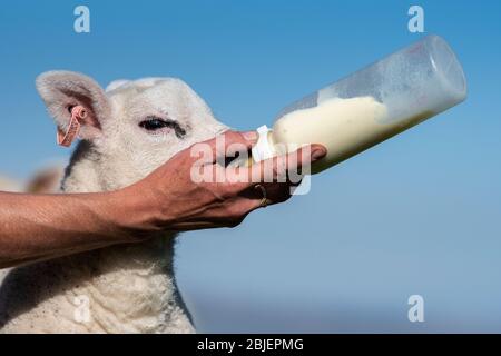 Un mignon agneau d'animal de compagnie est nourri à partir d'une bouteille. North Yorkshire, Royaume-Uni. Banque D'Images