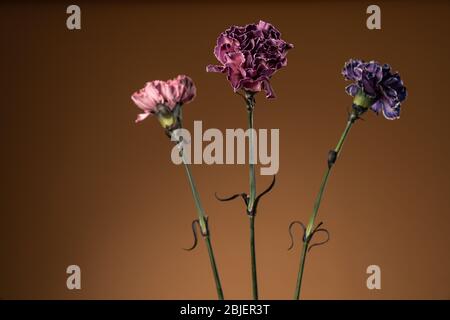 Trois fleurs de carnation colorées tendre isolées sur fond brun Banque D'Images