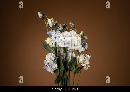 Studio Shot de couleur lilas Eustoma fleurs violette pâle isolé sur fond brun Banque D'Images