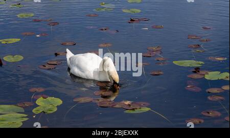 Mâle Mute Swan Cygnus olor se nourrissant sur un lac plein de Lilly pads. Banque D'Images