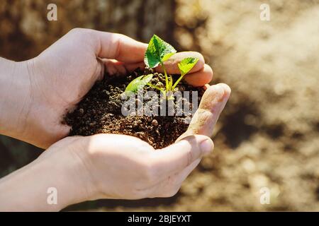 Mains mâles tenant le jeune germe de plante. Banque D'Images