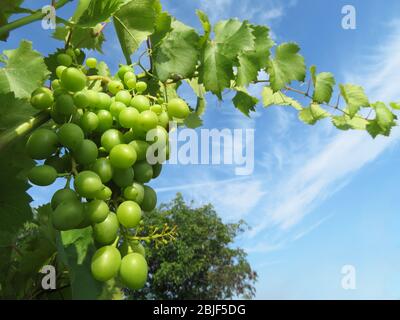 Vignoble vert, vigne avec feuilles qui poussent sur fond bleu ciel. Paysage rural avec vigne non mûre, concept de vinification Banque D'Images