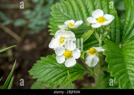 Fleurs et feuilles de fraise sauvage Banque D'Images