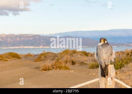 Un faucon pèlerin du nord (Falco peregrinus calidus) dans son environnement, dans le parc naturel du delta de l'Ebro Banque D'Images