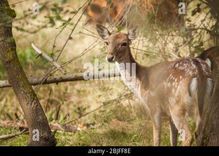 Un cerf de fpermis paisible se lève la tête pour poser pour la photo. Banque D'Images