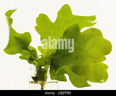 Feuilles de chêne vues dans un bocal en verre au printemps. Banque D'Images