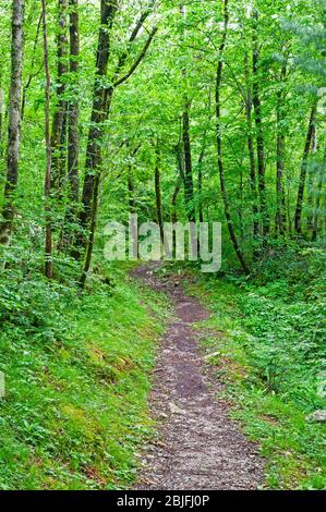 Chemin à travers les arbres, sentier historique de Kobarid, vallée de la rivière Soca, Slovénie Banque D'Images