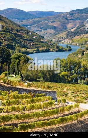 Vignes verdoyantes de Quinta do Mourao port Wine Lodge et domaine le long du fleuve Douro au nord de Viseu au Portugal Banque D'Images