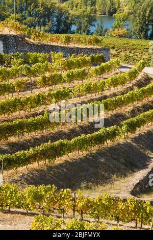 Vignobles de Quinta do Mourao port Wine Lodge et domaine le long du fleuve Douro au nord de Viseu au Portugal Banque D'Images