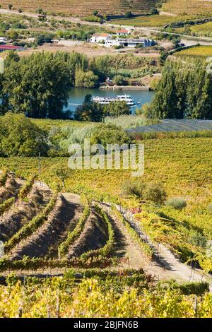 Le bateau de croisière au bord de la rivière passe devant les vignobles du pavillon à vins du port Quinta do Mourao et se trouve sur le fleuve du Douro, au nord de Viseu, au Portugal Banque D'Images