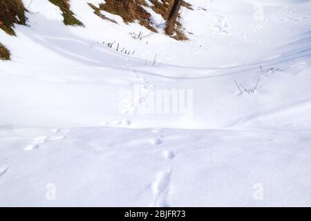 Empreintes de pieds humains sur le sol recouvert de neige blanche Banque D'Images