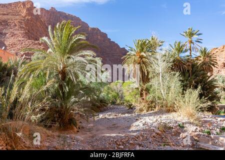 Palmiers et plantes dans la gorge de Todra au Maroc Banque D'Images