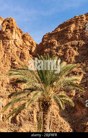 Palmier à Todra gorge au Maroc Banque D'Images