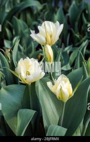 Groupe de tulipes empereur exotique un blanc avec flash vert et taches jaune pâle double tulipe appartenant au groupe Fosteriana de tulipes Division 13 Banque D'Images
