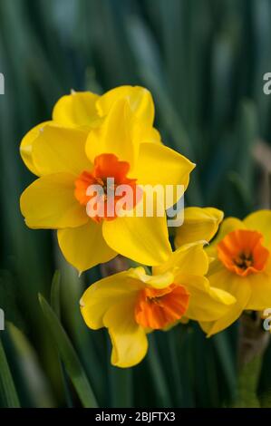 Gros plan sur Narcisse Fortune en fleur au printemps. Fortune est une division jaune et orange 2 grand joncs à fleurs de printemps complètement endurci Banque D'Images